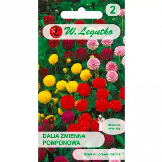 Dalie tip pompon, Mix Legutko imagine 4
