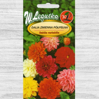 Dalie Unwins, mix multicolor Legutko imagine 2