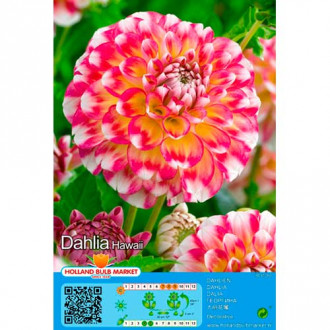 Dalie Hawaii imagine 11