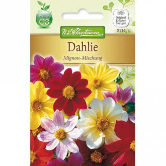 Dalii Mignon, mix multicolor imagine 1