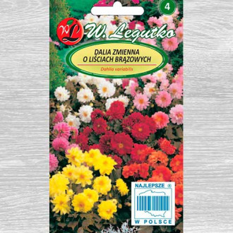 Dalii duble Diablo, mix multicolor Legutko imagine 10