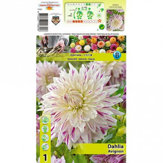 Далия Avignon изображение 9