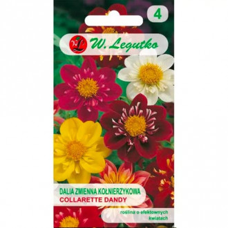 Далия Collarette Dandy, смес Legutko изображение 6