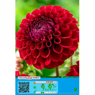 Далия Dark Spirit изображение 3