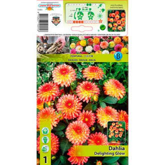 Далия Delighting Glow изображение 12