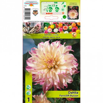 Далия Ferncliff Illusion изображение 18