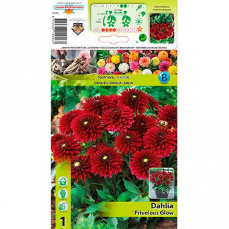 Далия Frivolous Glow изображение 8