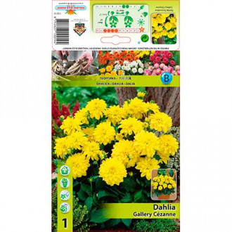 Далия Gallery Cezanne изображение 16