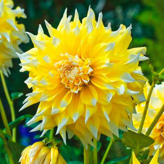 Далия Grand Prix изображение 8