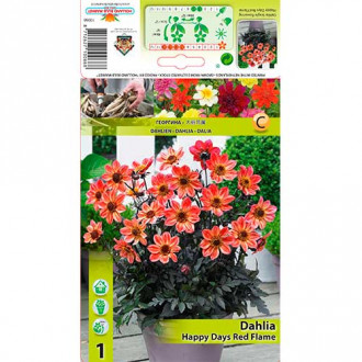 Далия Happy Days Red Flame изображение 10