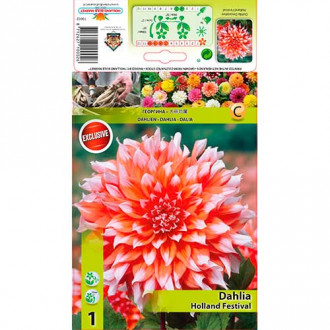 Далия Holland Festival изображение 7