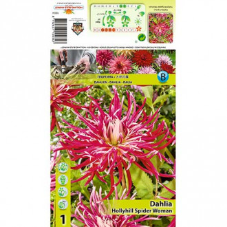 Далия Hollyhill Spider Woman изображение 14