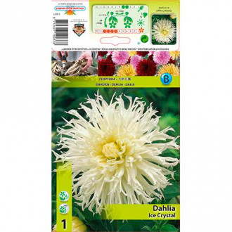 Далия Ice Crystal изображение 6