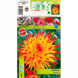 Далия Jessica изображение 4