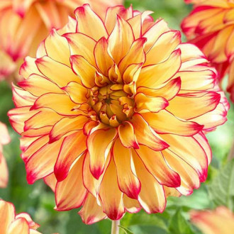 Далия Lady Darlene ® изображение 1