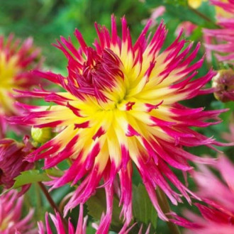 Далия Lindsay Michelle изображение 3