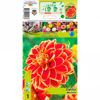 Далия Maxime изображение 3