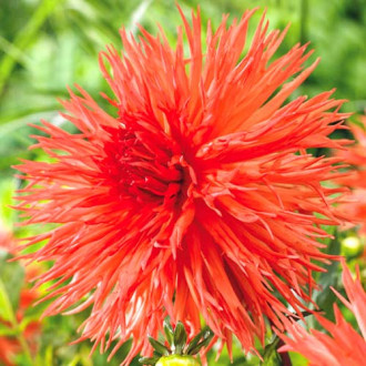 Далия Mel's Orange Marmalade изображение 11