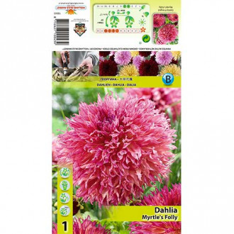 Далия Myrtle’s Folly изображение 8