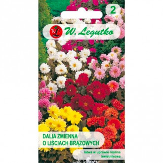 Далия ниска Diablo, смес Legutko изображение 8