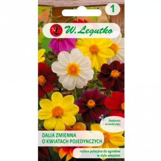 Далия ниска Mignon, смес Legutko изображение 5
