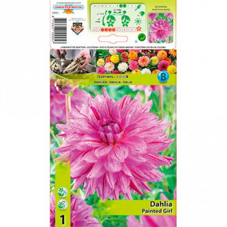 Далия Painted Girl изображение 2