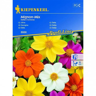 Далия(Dahlia Mignon), смес от цветове изображение 15