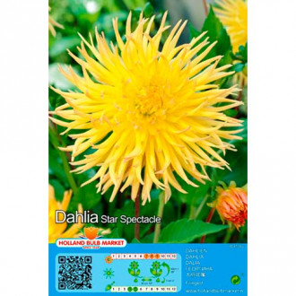 Далия Star Spectacle изображение 4
