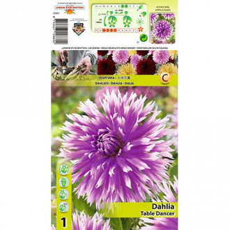 Далия Table dancer изображение 9