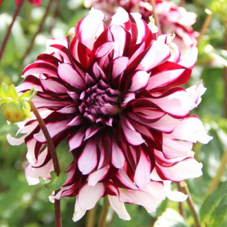 Далия Tartan изображение 18