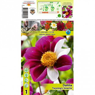 Далия Twyning‘s Smartie изображение 6