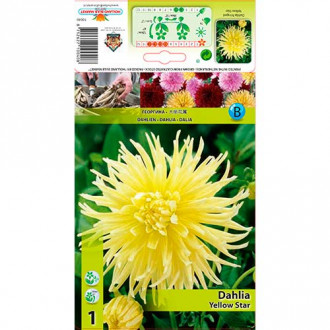 Далия Yellow Star изображение 5