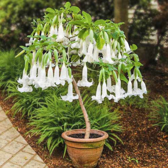 Brugmansia White interface.image 6