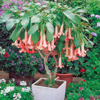 Brugmansia Pink interface.image 4