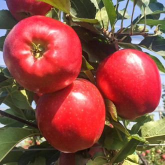 Ябълка Gala Lord изображение 16