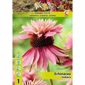 Jeżówka (Echinacea) Indiaca interface.image 18