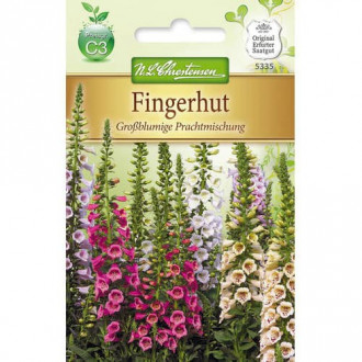 Degețel (Digitalis) cu flori mari, mix multicolor imagine 1