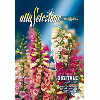 Degețel (Digitalis) mix multicolor imagine 8
