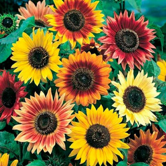 Декоративен слънчоглед Beauty Giant, смес изображение 17