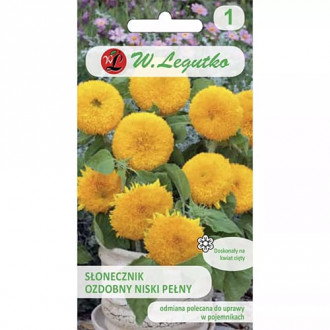 Декоративен слънчоглед нисък Teddy Bear изображение 2