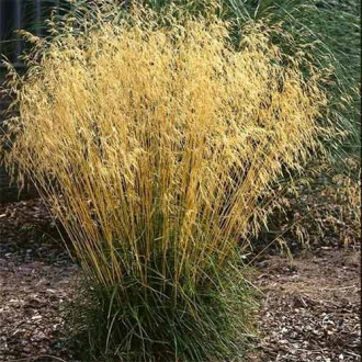 Deschampsia Goldtau imagine 1