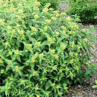 Deutzia Butterfly imagine 9