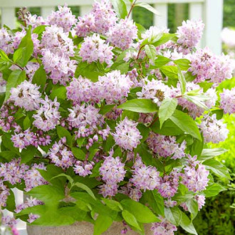 Deutzia Codsall Pink imagine 11