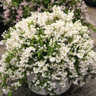 Deutzia gracilis Nikko imagine 10