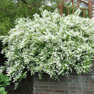 Deutzia gracilis imagine 6