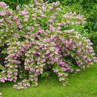Deutzia hybrida Strawberry Fields, С2 изображение 4