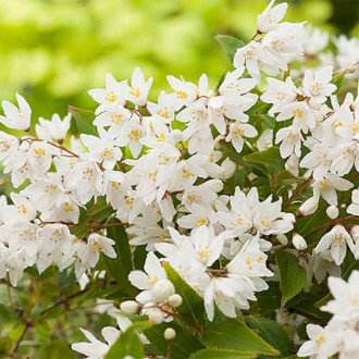 Deutzia Nikko imagine 4