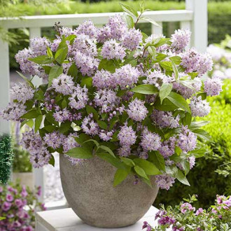 Deutzia Rosea Plena imagine 12