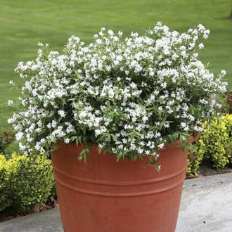 Deutzia Yuki Snowflake ®, C3 imagine 14
