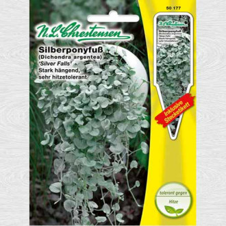 Dichondra argentea Silver Falls imagine 1